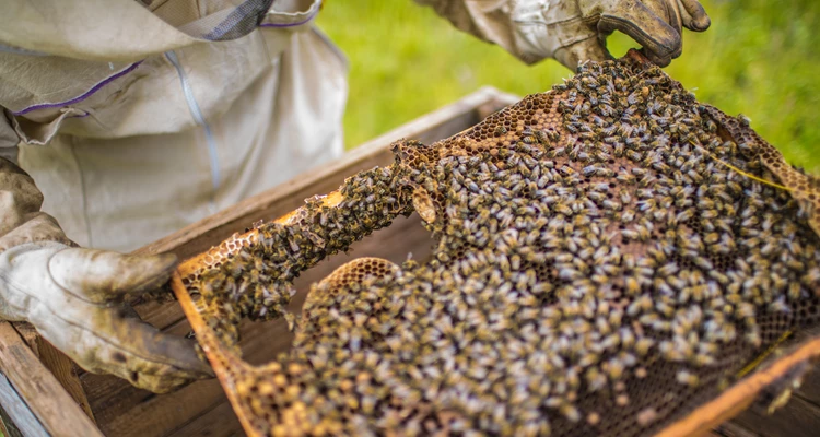 Wenn’s draußen ruhig wird – was Bienen und Imker im November machen